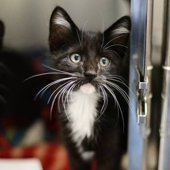 Pixel -  Domestic Short Hair Cat for Adoption in Idaho Falls, Idaho - Pixel | PetCurious