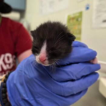 Eren -  Domestic Short Hair Cat for Adoption in Charleston, West Virginia - Eren | PetCurious