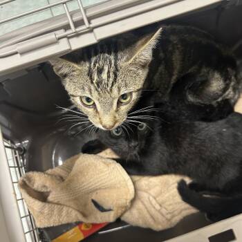 Capri -  Domestic Short Hair Cat for Adoption in Philadelphia, Pennsylvania - Capri | PetCurious