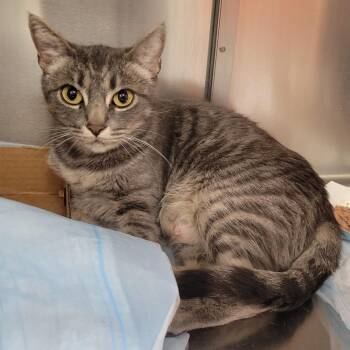 Domestic Short Hair Cats Available for Adoption in Westminster, California - WAGS-Stray-21769 | PetCurious