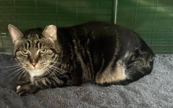 Munchkin "Left behind -  Domestic Short Hair Cat for Adoption in New Braunfels, Texas - Munchkin "Left Behind | PetCurious