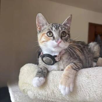 Ramona -  Domestic Short Hair Cat for Adoption in Weehawken Township, New Jersey - Ramona | PetCurious