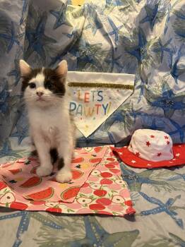 Rescue Domestic Short Hair Cats for Adoption in Powder Springs, Georgia - Houston | PetCurious