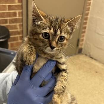 Brantley -  Domestic Short Hair Cat for Adoption in Birmingham, Alabama - Brantley | PetCurious