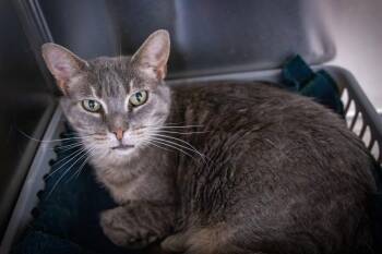 Bruschetta (FCID# 06/17/2026 - 48 Trainer) -  Tabby and Calico Cat for Adoption in Greenville, Delaware - Bruschetta (FCID# 06/17/2026 - 48 Trainer) | PetCurious