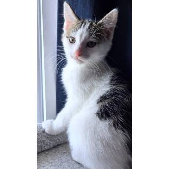 Rescue Domestic Short Hair Cats for Adoption in Byron Center, Michigan - Silas | PetCurious