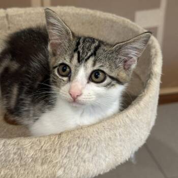 Pretzel Bite 17 -  Domestic Short Hair Cat for Adoption in Austin, Texas - Pretzel Bite 17 | PetCurious