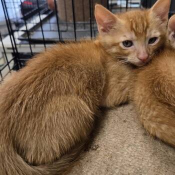 Domestic Short Hair and Siamese Cats Available for Adoption in Volcano, Hawaii - Vic AFAH-Stray-12842_2 | PetCurious