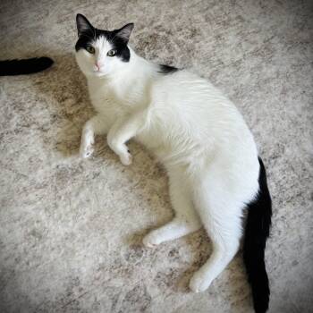 Domestic Short Hair Cats Available for Adoption in Buffalo, New York - Travis | PetCurious