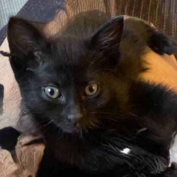 Jazmine -  Domestic Short Hair Cat for Adoption in Janesville, Wisconsin - Jazmine | PetCurious