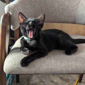 Sizzle -  Domestic Short Hair Cat for Adoption in Philadelphia, Pennsylvania - Sizzle | PetCurious