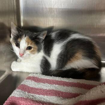 Petunia -  Domestic Short Hair Cat Available for Adoption in Ottawa, Kansas - Petunia | PetCurious
