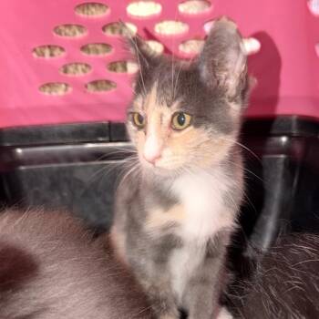 Coat of Many Colors -  Domestic Short Hair Cat for Adoption in Boerne, Texas - Coat Of Many Colors | PetCurious