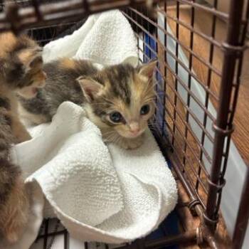 Peaches -  Domestic Short Hair Cat for Adoption in West Palm Beach, Florida - Peaches | PetCurious