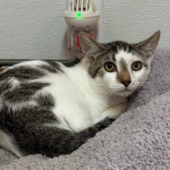 Niblet -  Domestic Short Hair Cat for Adoption in Decatur, Georgia - Niblet | PetCurious
