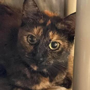 Phoenix -  Domestic Short Hair Cat for Adoption in Huntsville, Arkansas - Phoenix | PetCurious