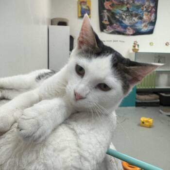 Rico -  Domestic Short Hair Cat for Adoption in Crystal Lake, Illinois - Rico | PetCurious