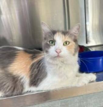 Caroline -  Calico Cat for Adoption in Minneapolis, Minnesota - Caroline | PetCurious