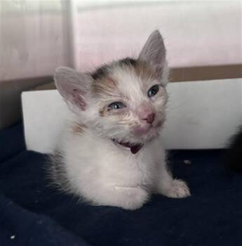 MINNIE -  Domestic Medium Hair Cat for Adoption in Dallas, Texas - MINNIE | PetCurious