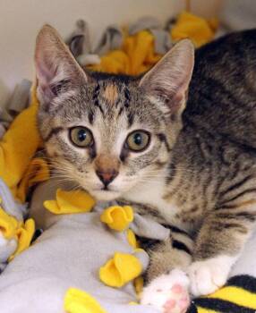 Martini -  Domestic Short Hair Cat for Adoption in Mansfield, Massachusetts - Martini | PetCurious