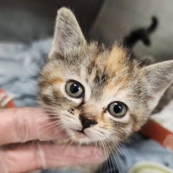 Lee Hye-bin -  Domestic Medium Hair Cat for Adoption in Charleston, West Virginia - Lee Hye-bin | PetCurious