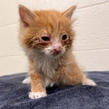 Domestic Medium Hair Cats Available for Adoption in Lyndhurst, Virginia - SVAS-Stray-38553 | PetCurious