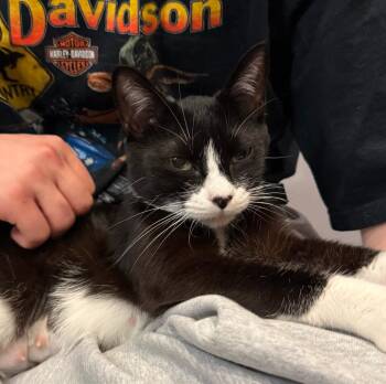 Domestic Short Hair Cats Available for Adoption in South Bend, Indiana - Veronica | PetCurious