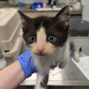 Lucky Luciano -  Domestic Short Hair Cat for Adoption in Chattanooga, Tennessee - Lucky Luciano | PetCurious