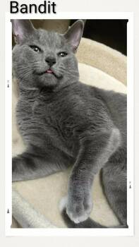 Bandit -  Domestic Short Hair Cat for Adoption in Caistor Centre, Ontario - Bandit | PetCurious