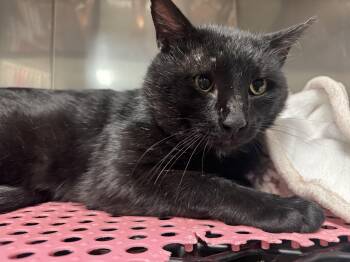 Domestic Short Hair Cats Available for Adoption in Blair, Nebraska - Steve  | PetCurious