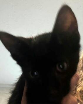 Logan -  Domestic Short Hair Cat Available for Adoption in New York, New York - Logan | PetCurious