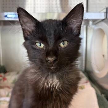 Broom -  Domestic Short Hair Cat for Adoption in Asheville, North Carolina - Broom | PetCurious