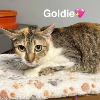 Domestic Short Hair Cats Available for Adoption in Peachtree City, Georgia - Goldie | PetCurious