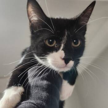Rescue Domestic Short Hair Cats for Adoption in New York, New York - Cindy | PetCurious