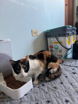 Domestic Short Hair Cats Available for Adoption in Mokena, Illinois - Emily | PetCurious