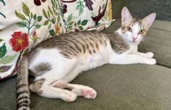 Egyptian Mau Cats Available for Adoption in Herndon, Virginia - Tilly (& Tuxy) BONDED | PetCurious