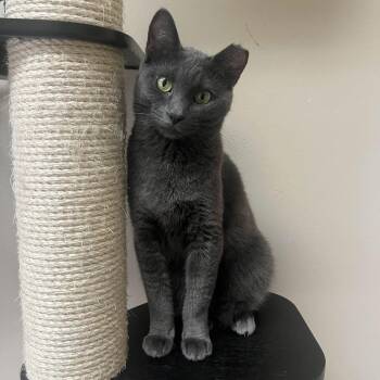 Wonderbread -  Domestic Short Hair Cat for Adoption in Medina, Ohio - Wonderbread | PetCurious