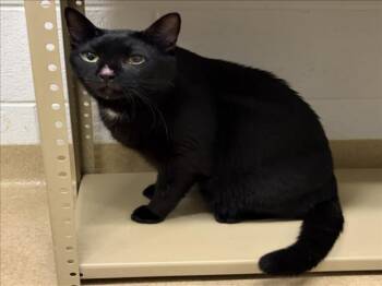 WHISKEY -  Domestic Short Hair Cat for Adoption in Derwood, Maryland - WHISKEY | PetCurious