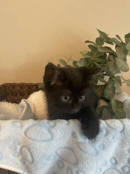 Domestic Short Hair Cats Available for Adoption in Metamora, Illinois - Batty | PetCurious