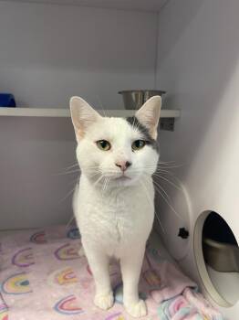 Domestic Short Hair Cats Available for Adoption in Bolivar, Missouri - Winston | PetCurious