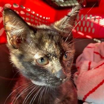 Amethyst - Chow Hound Northland -  Domestic Short Hair Cat for Adoption in Grand Rapids, Michigan - Amethyst - Chow Hound Northland | PetCurious