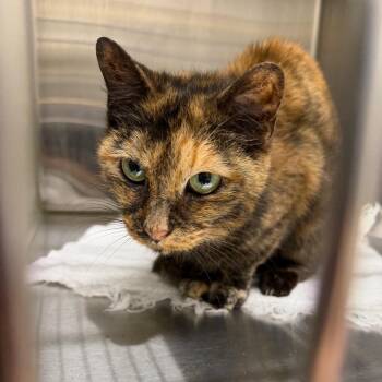 Lani -  Domestic Short Hair Cat for Adoption in Morganton, North Carolina - Lani | PetCurious