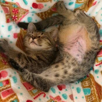 Laundry -  Domestic Short Hair Cat for Adoption in Falls Church, Virginia - Laundry | PetCurious