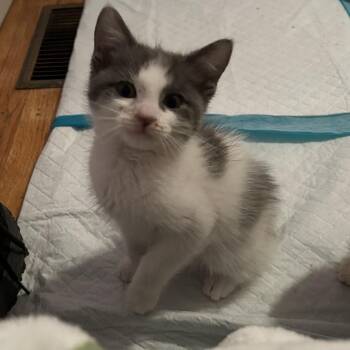 Domestic Short Hair Cats Available for Adoption - Neil Diamond | PetCurious