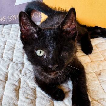 Acadia -  Domestic Short Hair Cat for Adoption in Grand Rapids, Michigan - Acadia | PetCurious
