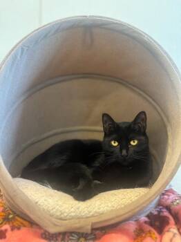 Rescue Domestic Short Hair Cats for Adoption in Cumberland, Maine - Genevieve | PetCurious