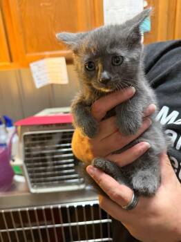 Juliette -  Domestic Short Hair Cat for Adoption in Virginia, Minnesota - Juliette | PetCurious