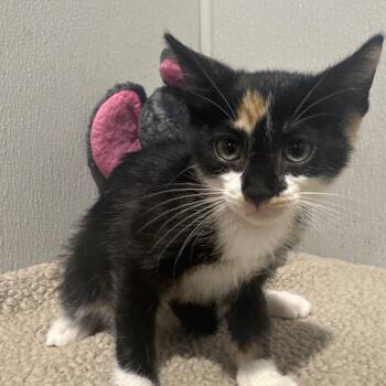 Pugsley -  Domestic Short Hair Cat for Adoption in Tampa, Florida - Pugsley | PetCurious