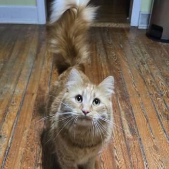 Domestic Medium Hair Cats Available for Adoption in Vineland, New Jersey - Nacho | PetCurious