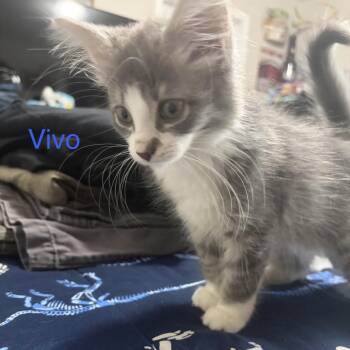Vivo -  Domestic Long Hair Cat for Adoption - Vivo | PetCurious